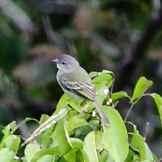 Guianan tyrannulet